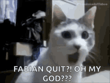 Cat Funny GIF - Cat Funny Shocking GIFs