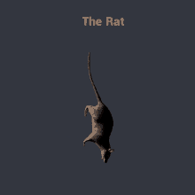 Rat Spinning Rat GIF - Rat Spinning Rat Spinning GIFs
