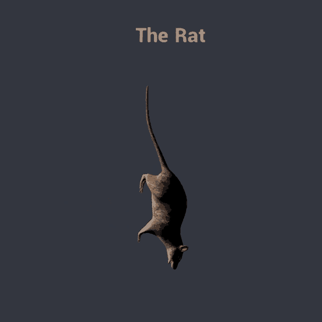 Rat Spinning Rat 