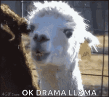 Yeah Ok GIF - Yeah Ok Ok Drama Llama GIFs