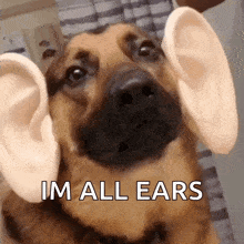 a close up of a dog with big ears and the words im all ears