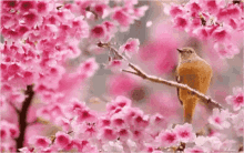 Flores Pétalos Pájaro Ya Es Primavera GIF - Flores Ya Es Primavera Petalos GIFs