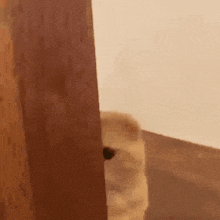 a cat peeking out from behind a wooden door .