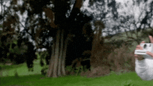 a person is taking a picture of a tree with a camera