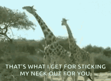 Animals Giraffes GIF