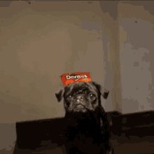 Doritos Pug GIF - Doritos Pug Superbowl GIFs