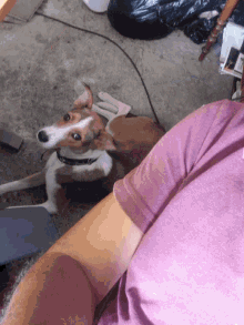 a brown and white dog is looking up at a person in a pink shirt