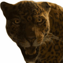 snarling jaguar