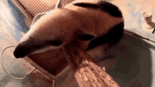 a close up of an anteater eating a branch