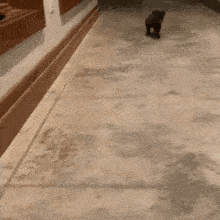 a small dog is walking on a concrete floor in a hallway .