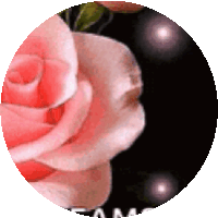Good Night Pink Rose Sticker