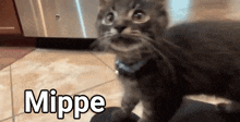 Mippe Does Not Approve Not Approve GIF