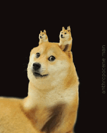 a dog with two cats on its head and the words " anthropocene man " below it