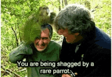 Rare Parrot GIF - Rare Parrot Shagging GIFs