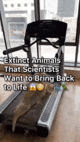Extinct Animals Scientsits GIF