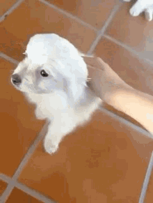dog cane cagnolino cute dolcezza