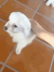 GIF