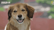 Cute Dog Cesar Millan Better Human Better Dog GIF - Cute Dog Cesar Millan Better Human Better Dog Adorable Doggy GIFs
