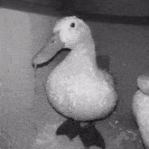 a black and white photo of a duck with water dripping from it 's beak