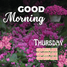 Good Thursday Morning GIF - Good Thursday Morning GIFs