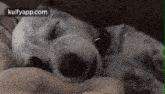 Cute Sleeping Puppy.Gif GIF - Cute Sleeping Puppy Cute Dog Puppy GIFs