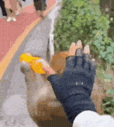 a person wearing a black glove is reaching out to a monkey