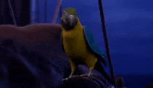 a yellow and blue parrot standing on a branch