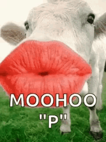 Cow Kiss GIF - Cow Kiss Mooo GIFs