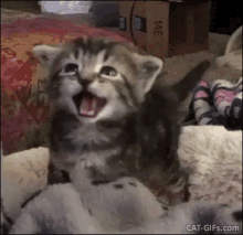 GIF