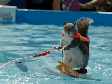 Squirrel Ski GIF - Squirrel Ski Lnw GIFs