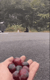 a person is holding a bunch of grapes in their hand with the number 387189087 on the bottom