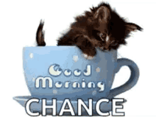 Good Morning Kitten GIF - Good Morning Kitten Chance GIFs