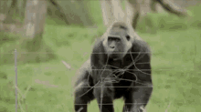 rampage ngamuk gorilla monkey gorilla rampage