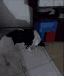 a black and white dog standing on a tile floor