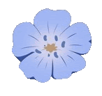 a close up of a blue flower with a yellow center on a white background .