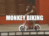 Biking Monkey GIF - Biking Monkey GIFs