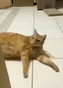 Cat Stolen GIF - Cat Stolen Meow GIFs