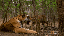 Yawning Searching For The Tigress GIF - Yawning Searching For The Tigress Secret Life Of Tigers GIFs