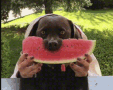 dog-watermelon.gif