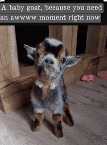 Baby Goat Goat Images GIF - Baby Goat Goat Images Waiting For You GIFs