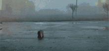 a black and white dog is walking in a foggy field