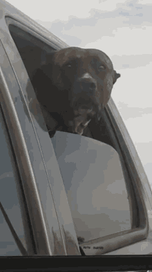 Dogs Car Window GIF