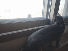 a cat looking out of a window with a reflection of a person in the window