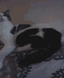 Cat Playing GIF