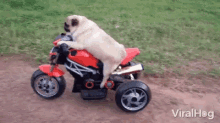 Riding Pug GIF - Riding Pug Motorcycle GIFs