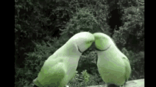 Birds Parrot GIF - Birds Parrot Preen GIFs