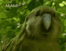 a close up of a monkey 's face in a tree with the name aliabdi written on the bottom