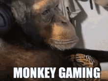 Monkey Gaming GIF - Monkey Gaming GIFs