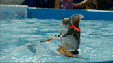 Squirrel Water Ski GIF - Squirrel Water Ski Cool GIFs