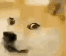 Doge Smile GIF